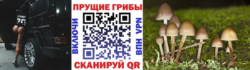 купить закладку  Краснознаменск  Галлюциногенные грибы мухоморы 